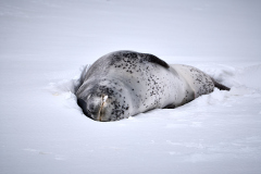 Deception Island, leopardsäl