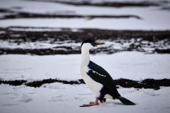 Deception Island, antarktisk skarv