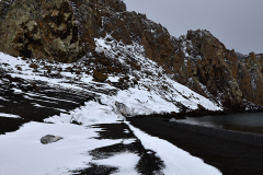 Deception Island, leopardsäl