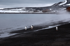 Deception Island, åsnepingviner