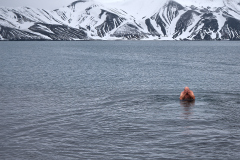 Deception Island, vattnet är kallt, trots vulkanen