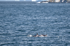 Späckhuggare utanför Drygalski Fjord