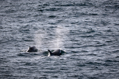 Späckhuggare utanför Drygalski Fjord