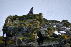 Pälssäl, Drygalski Fjord, Sydgeorgien