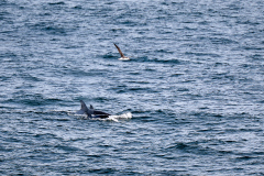 Späckhuggare utanför Drygalski Fjord
