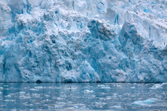 Den svarta pricken framför glaciären är en pälssäl