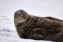 Weddellsäl, Drygalski Fjord, Sydgeorgien