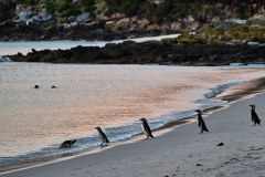 Västra Falklandsöarna, magellanpingviner
