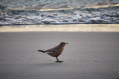 Västra Falklandsöarna, Blackish Cinclode