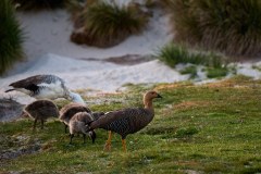 Västra Falklandsöarna, gäss