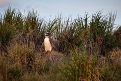 Västra Falkland, magellanpingvin