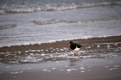 Västra Falkland, magellanstrandskata