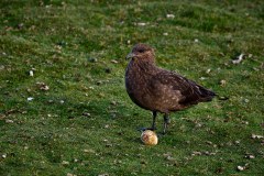 Västra Falkland, antarktislabb, äggtjuven stjäl pingvinägg