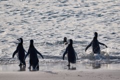 Västra Falklandsöarna, magellanpingviner