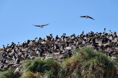 Västra Falkland, gemensam häckningsplats med klipphopparpingviner, skarvar och albatrosser