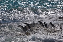 Västra Falkland, klipphopparpingvin