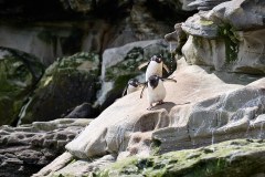 Västra Falkland, klipphopparpingvin