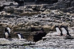 Västra Falkland, klipphopparpingvin