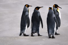 Västra Falkland, kungspingviner