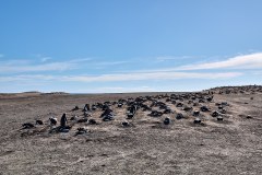Västra Falkland, ruvande åsnepingviner