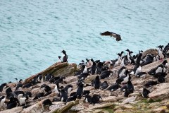 Västra Falkland, gemensam häckningsplats med klipphopparpingviner, skarvar och albatrosser