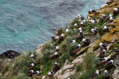 Västra Falkland, albatrosser