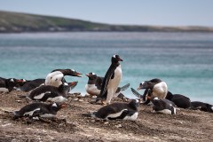 Västra Falkland, ruvande åsnepingviner
