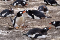 Västra Falkland, ruvande åsnepingviner
