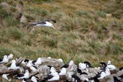 Västra Falkland, albatrosser
