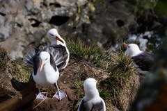 Västra Falkland, albatrosser