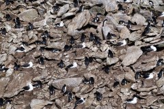 Västra Falkland, albatrosser och klipphopparpingviner