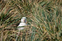 Västra Falkland, albatross