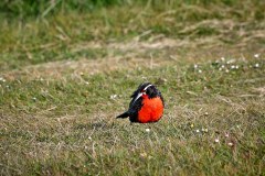 Västra Falkland, "military starling" på Falklandsöarna