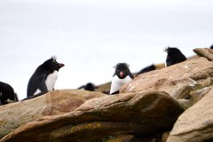 Västra Falkland, klipphopparpingviner