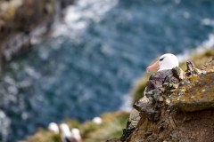 Västra Falkland, albatrosser