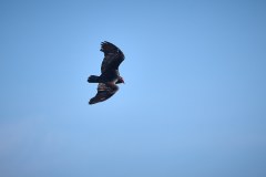 Västra Falklandsöarna, kalkongam
