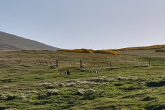 Västra Falkland, Westpoint Island