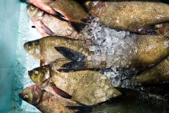 Injöfisken Braxen Injöfisken Braxen