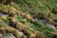 Lunnefåglar, Gjógv