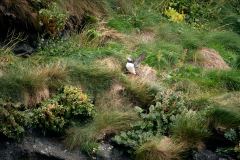 Lunnefåglar, Gjógv