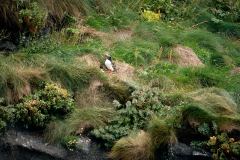 Lunnefåglar, Gjógv