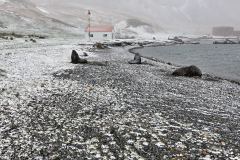 Grytviken, pälssälar