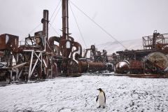 Grytviken, pingvinerna återtar området