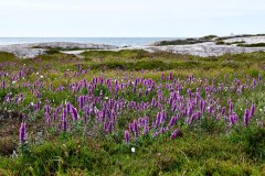 Hållö, mot väst