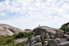 Kålhagen