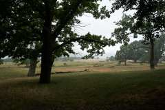 Regn