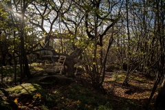 Slottsskogen