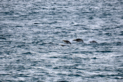 Hoppande kungspingviner