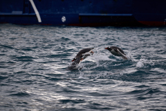 Hoppande kungspingviner vid fartyget