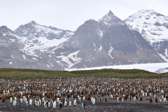 Sydgeorgien, koloni med kungspingviner